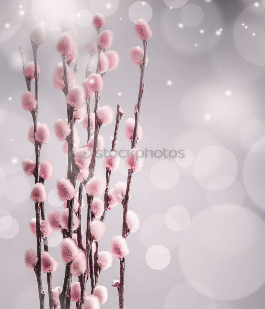 Similar – Image, Stock Photo Cherry Blossom Nature Background