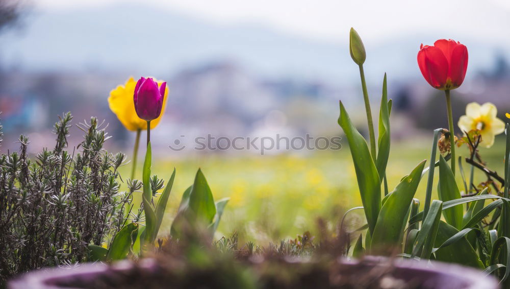 Similar – Image, Stock Photo Easter walk II Relaxation