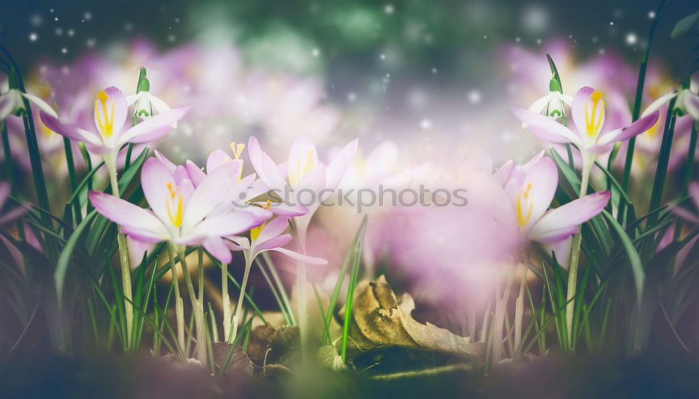 Similar – Image, Stock Photo loner Elegant Style Nature