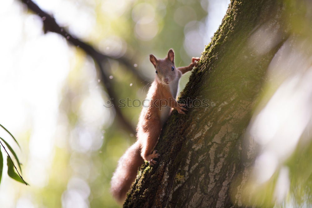 Similar – Sniffing Squirrel Nature