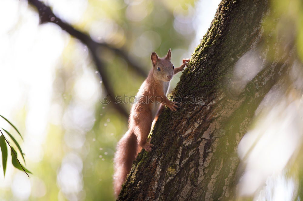 Similar – Squirrel stretches out