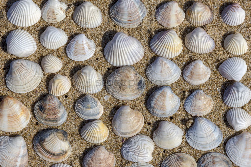 Herzmuscheln Umwelt Natur