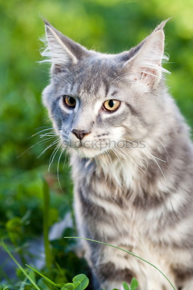 Similar – Young cat playing in the grass…