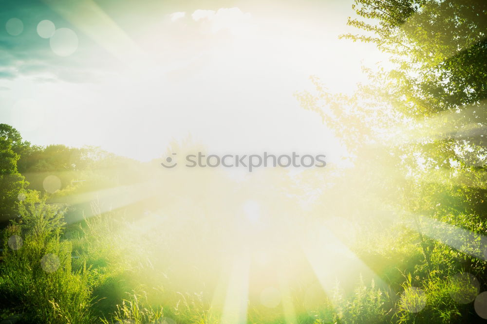 Similar – Image, Stock Photo sun tree Healthy Fitness