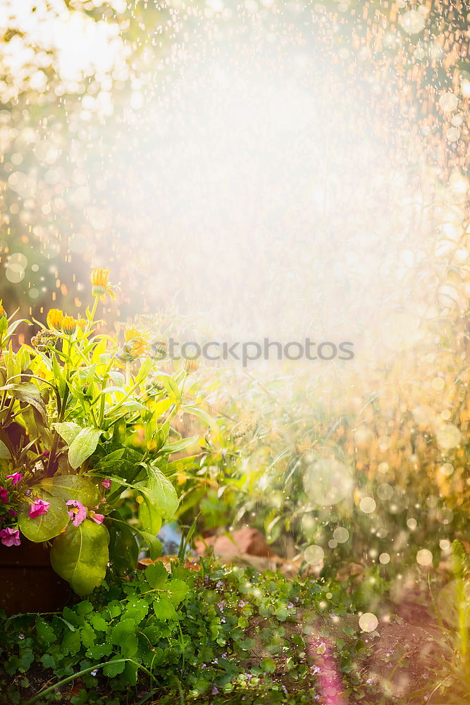 Similar – Image, Stock Photo Summer Garden with flower bed