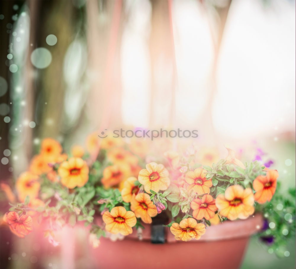 Similar – Flowers in the basket on hanger on a wall