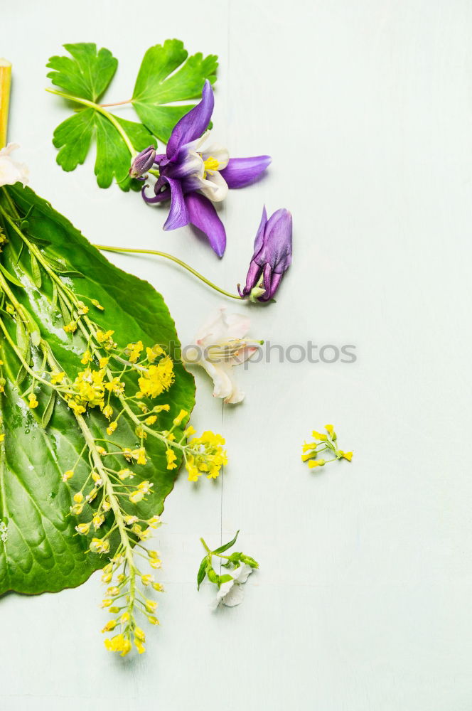 Image, Stock Photo Beautiful garden flowers with leaves and flowers