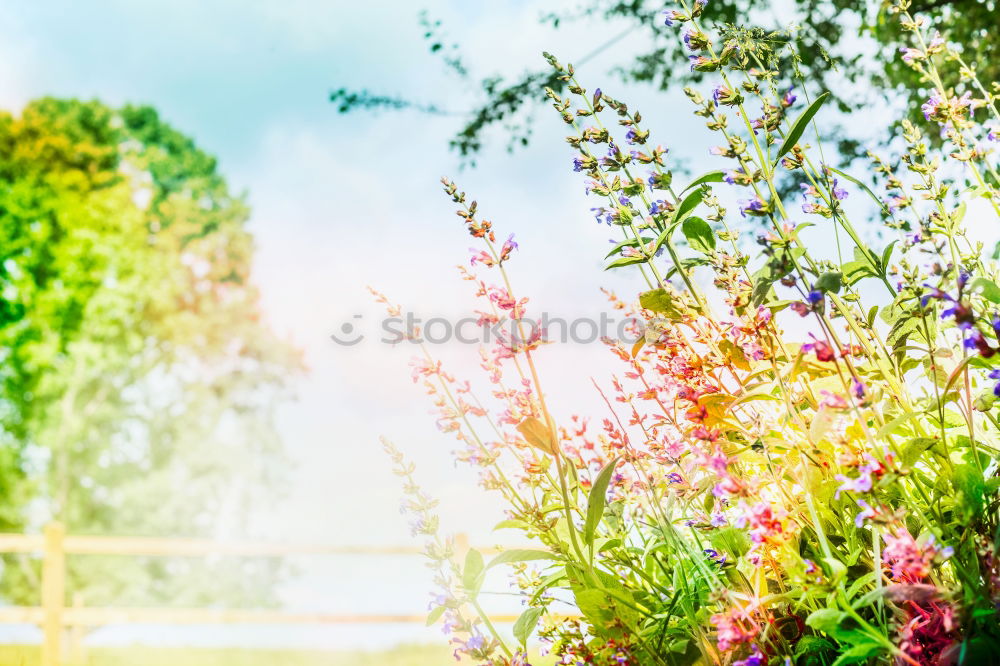 Similar – Image, Stock Photo Beautiful balcony flowers