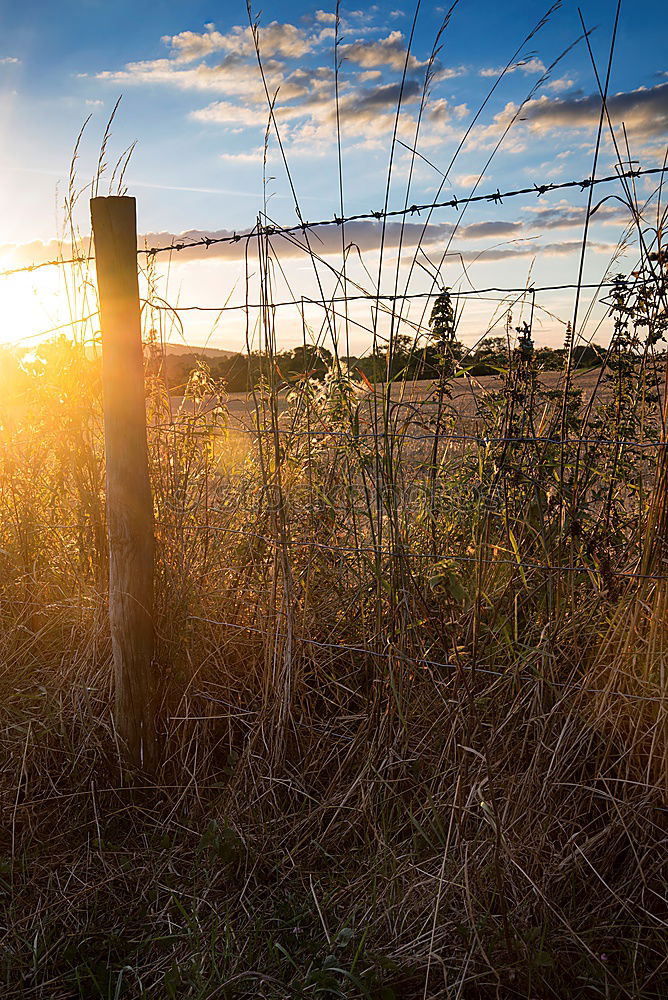 Similar – Nature Landscape Meadow