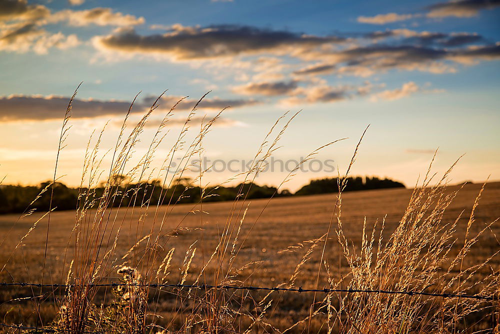 Similar – Image, Stock Photo Bale of hay landscape in the wind