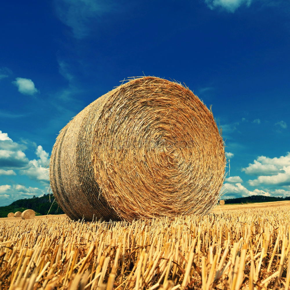 Similar – straw bale Hay bale Summer