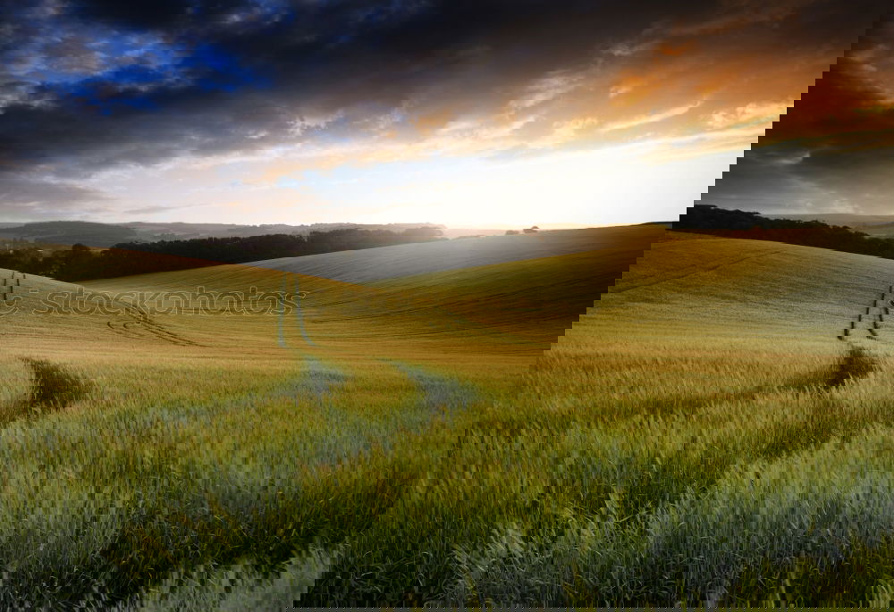 Similar – Image, Stock Photo High grass in sunlight