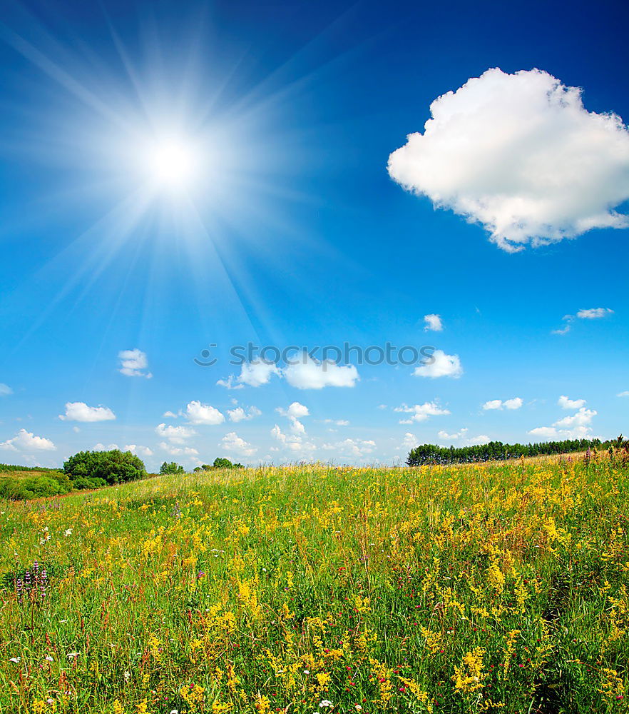 flower meadow Summer Sun