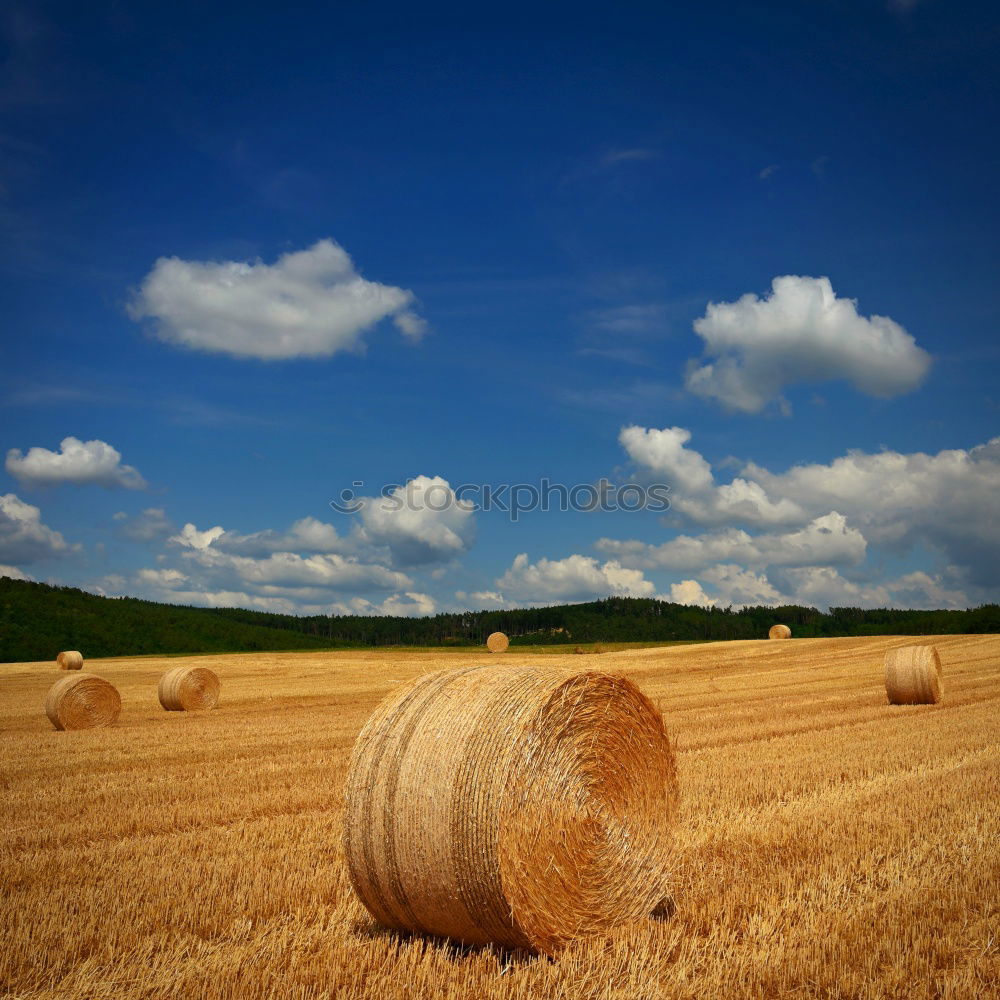 Similar – ernte Feld Landwirtschaft