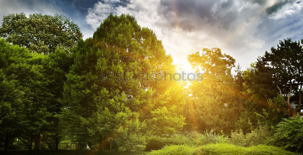 Similar – forest light Forest Tree