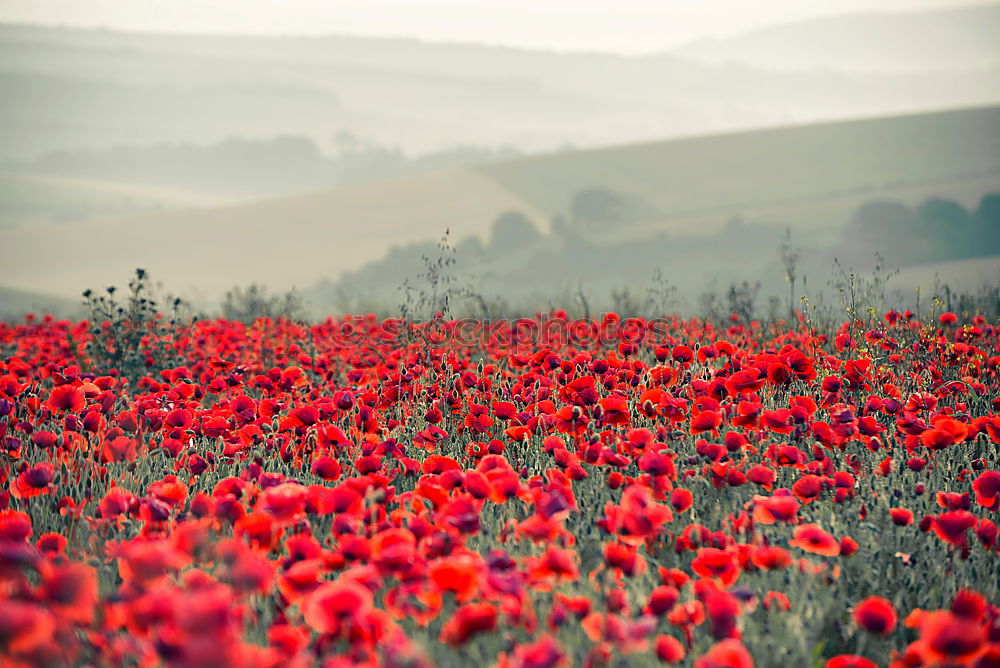 Foto Bild mohnschein° Mohn Feld