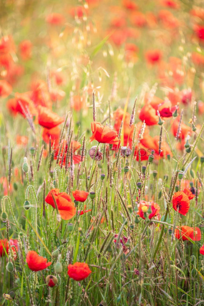 Similar – poppy field Summer