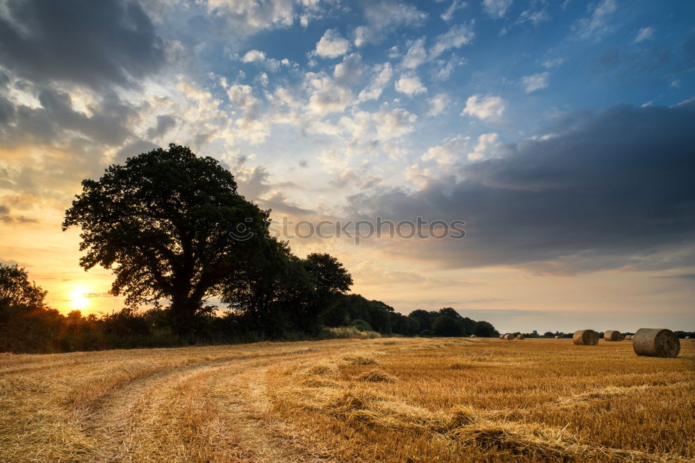 Similar – Image, Stock Photo Morning light IV