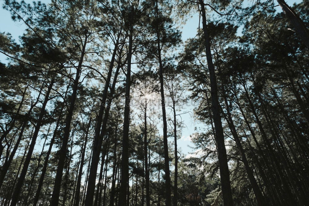 pine forest Environment