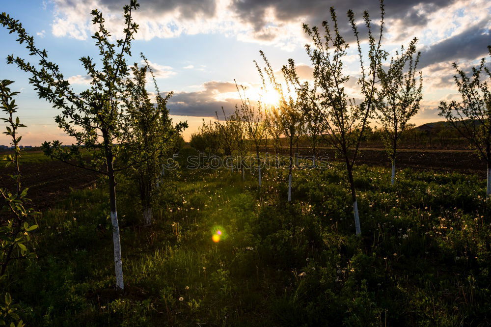 Similar – Image, Stock Photo viticulture Environment