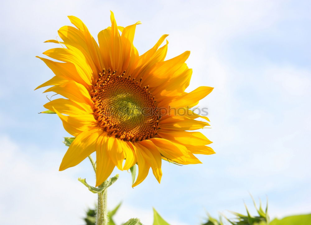 Similar – von der Sonne verwöhnt….