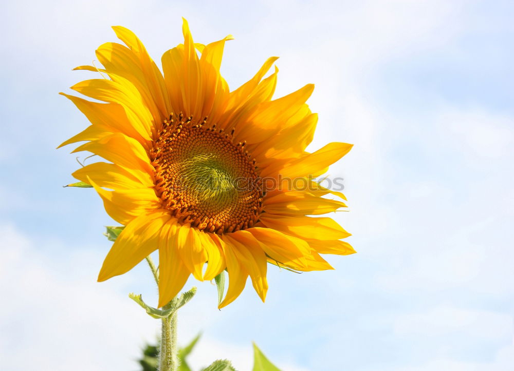 Similar – the flower `gen sun Plant