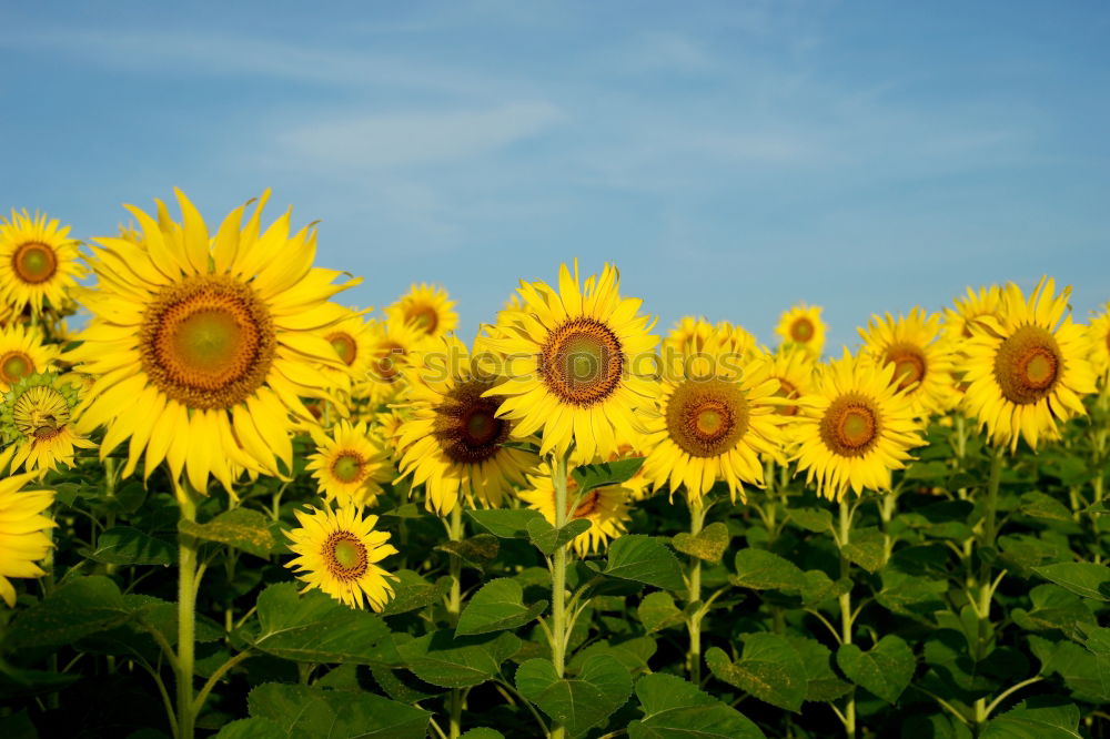 Similar – Image, Stock Photo sunflower cone Flower