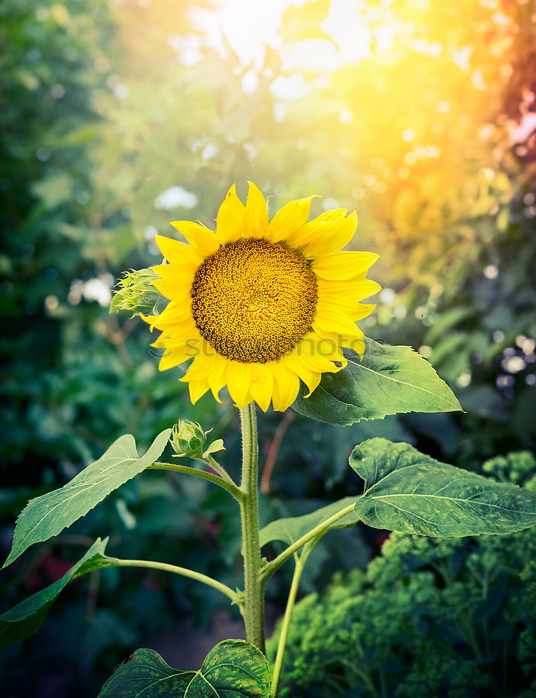 Image, Stock Photo Perfect sunflower in the garden