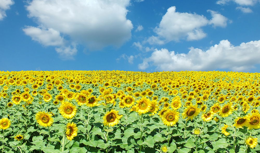 Similar – Image, Stock Photo submerged Canola Yellow