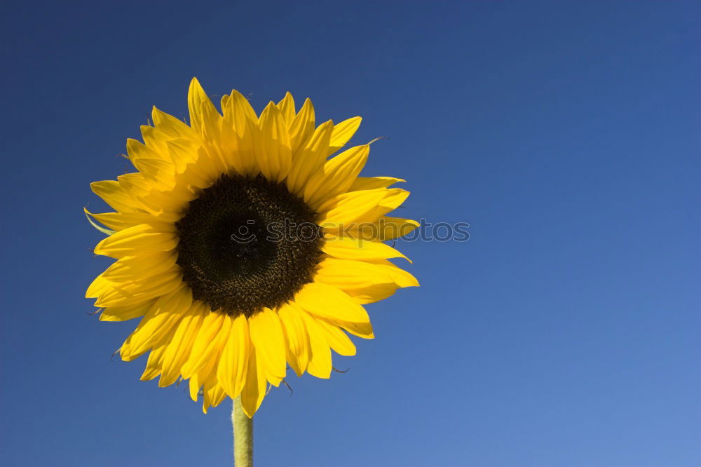 Similar – Image, Stock Photo Yellow Flower Summer Sky