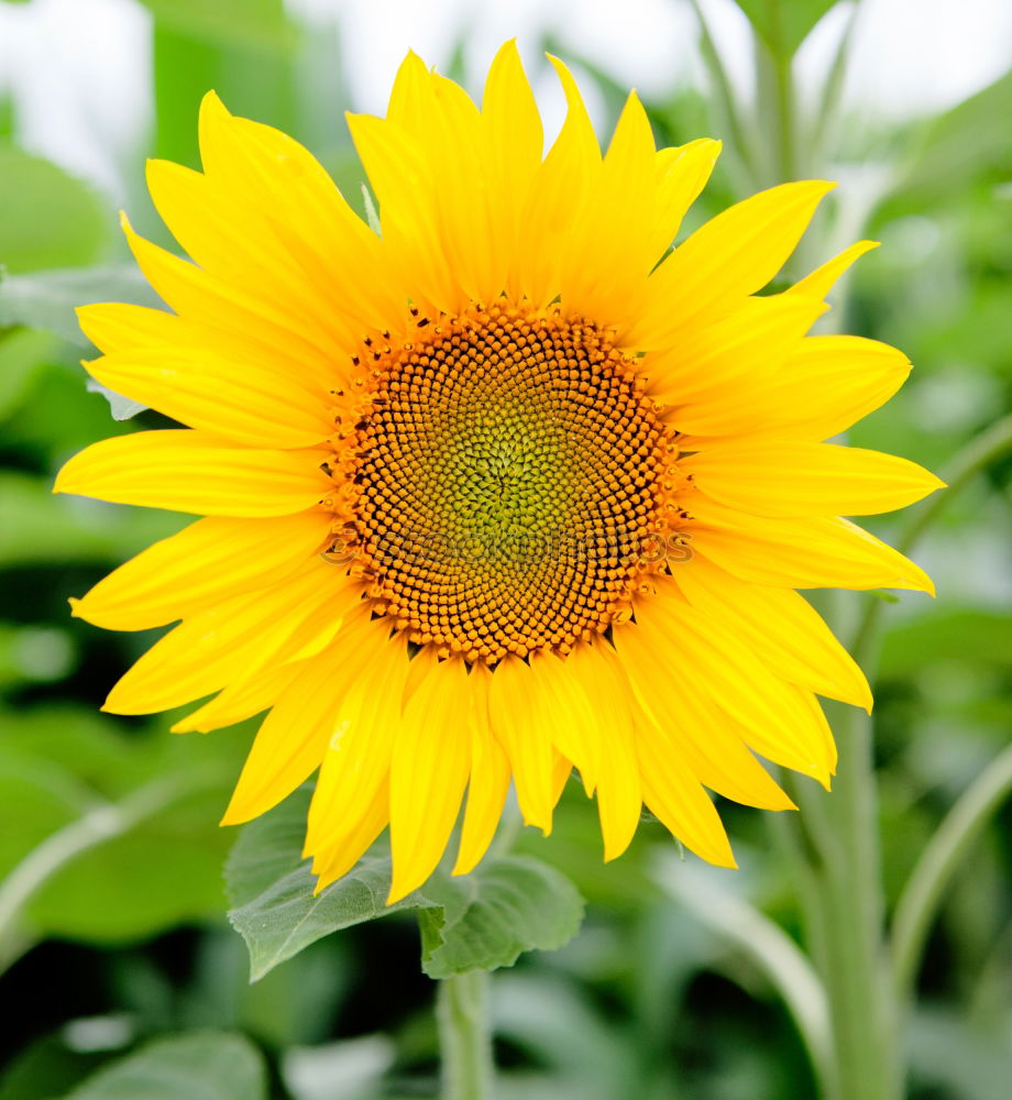 Similar – sunflower Beautiful Summer