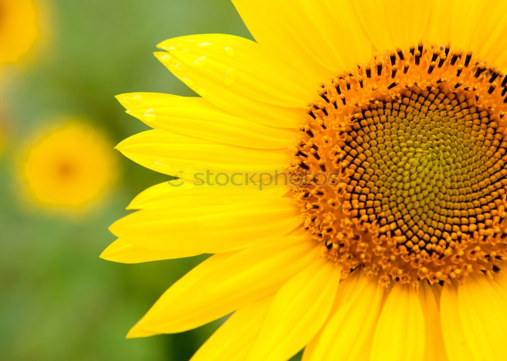 Similar – sunflower Beautiful Summer