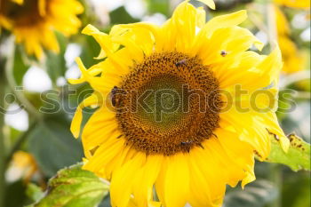 Similar – Image, Stock Photo very sunny Sunflower