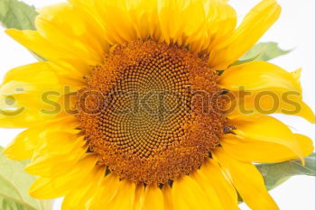 Similar – sunflower Beautiful Summer