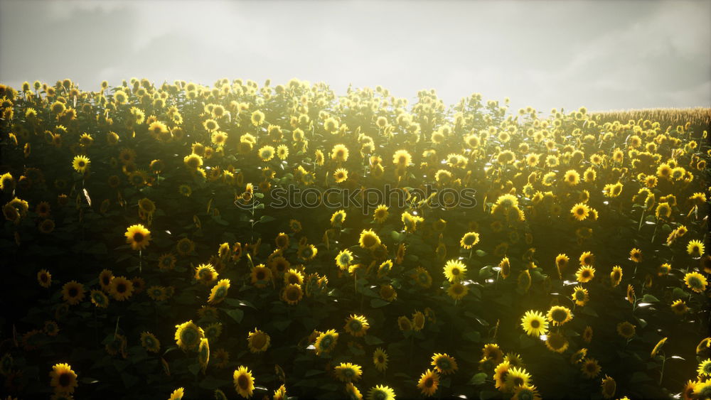 Similar – Field with sunflowers