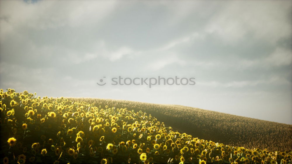 Similar – Image, Stock Photo Landart-flowers in desert