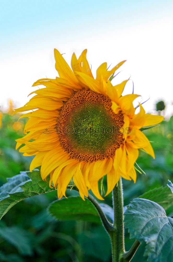 Similar – Image, Stock Photo sunflower cone Flower