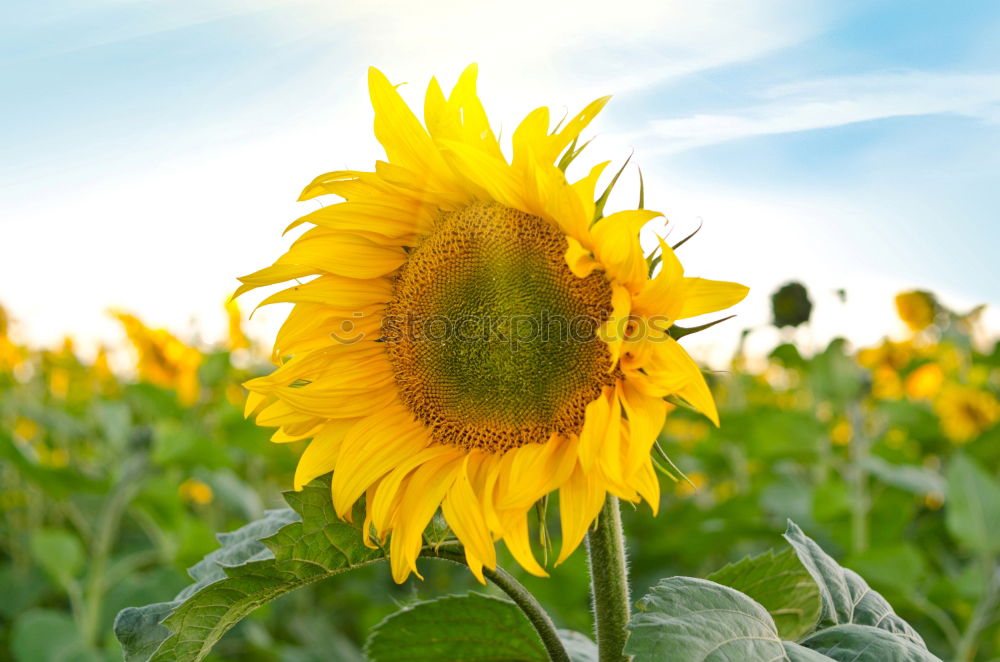 Similar – Image, Stock Photo gossiping sunflowers against the light