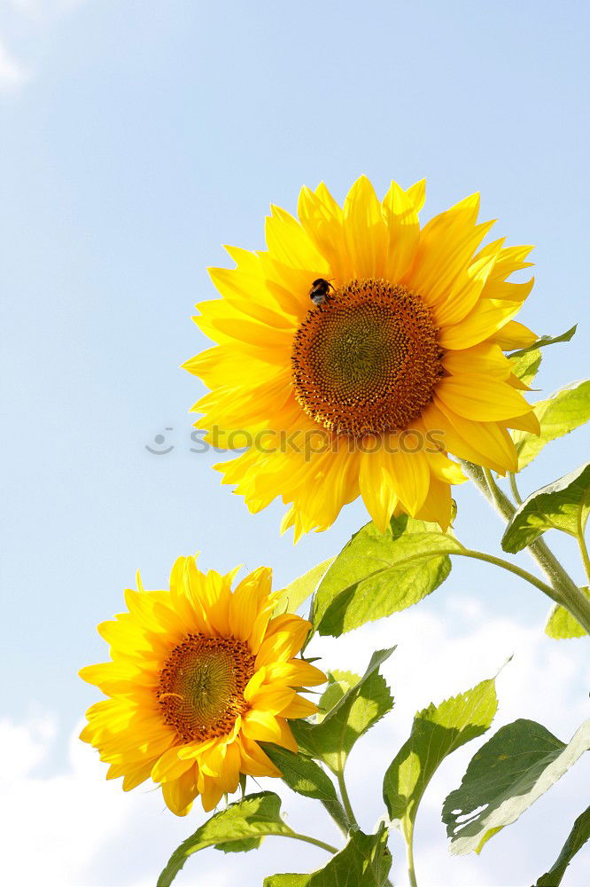 Similar – the flower `gen sun Plant