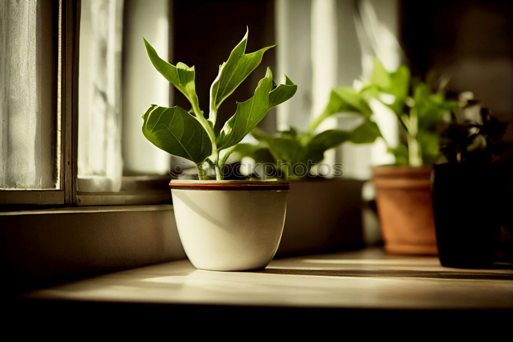 Similar – Image, Stock Photo Windowsill. Small Town