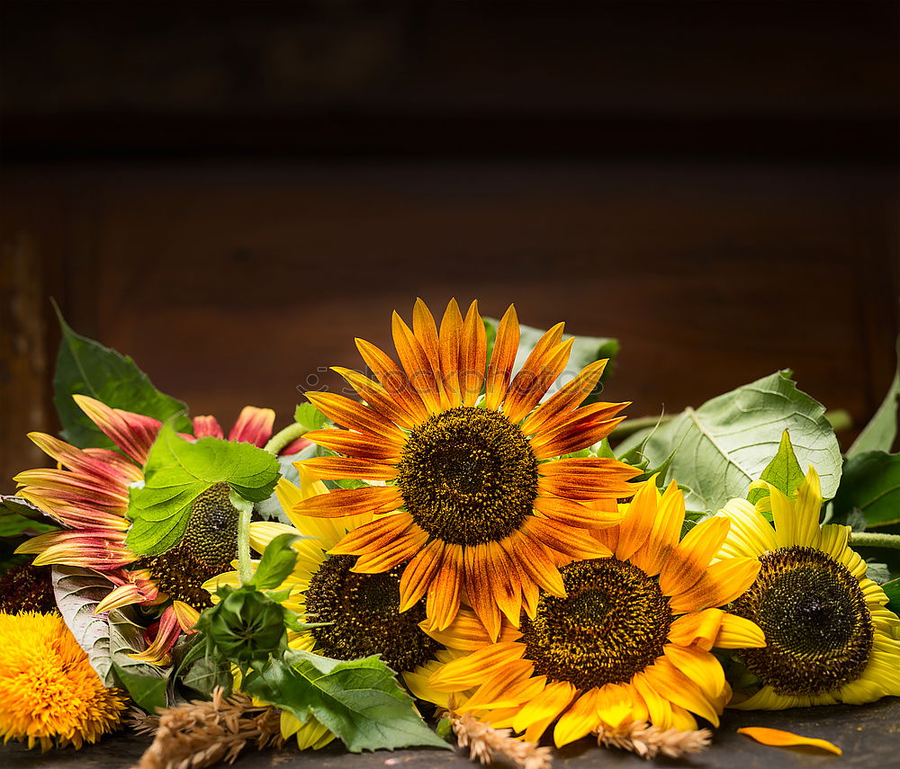 Similar – Image, Stock Photo Autumn bouquet of flowers with sunflowers