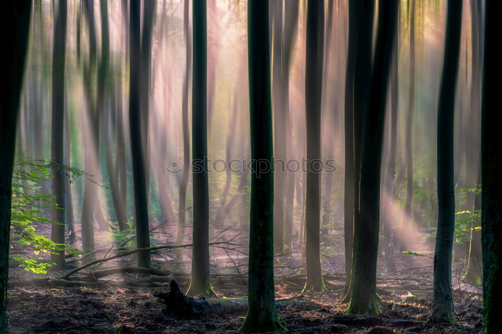 Similar – Image, Stock Photo . Reflection on a large window pane, with trees in the background, in the window pane white stripes are reflected.