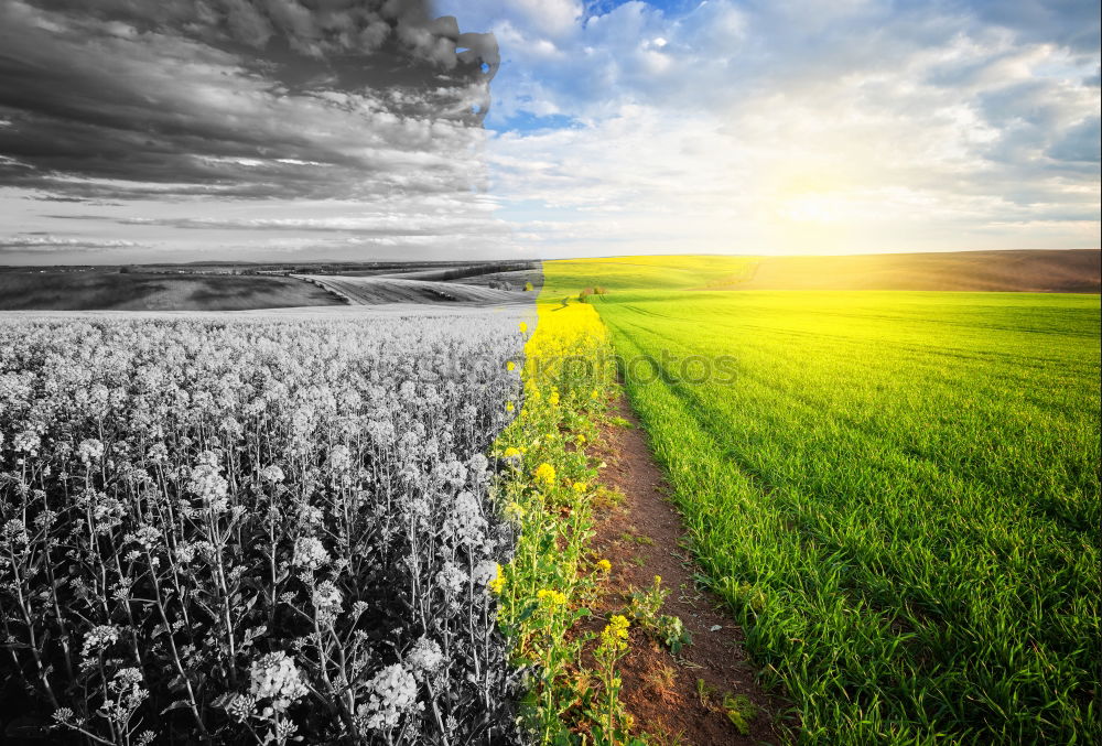 Similar – Image, Stock Photo Way between rapeseed fields and blue sky