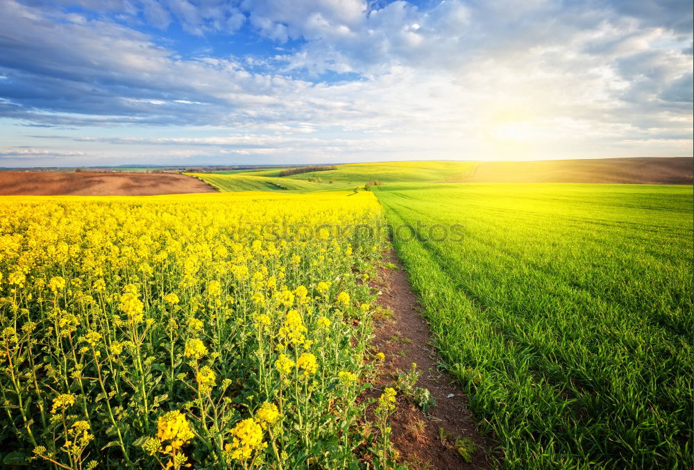 Similar – Image, Stock Photo Dirt Road in canola Flowering Field, spring sunrise.