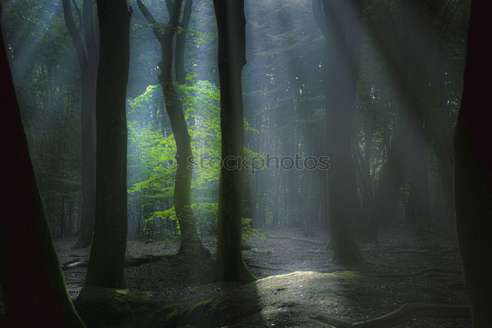 Similar – Image, Stock Photo in the wood Environment