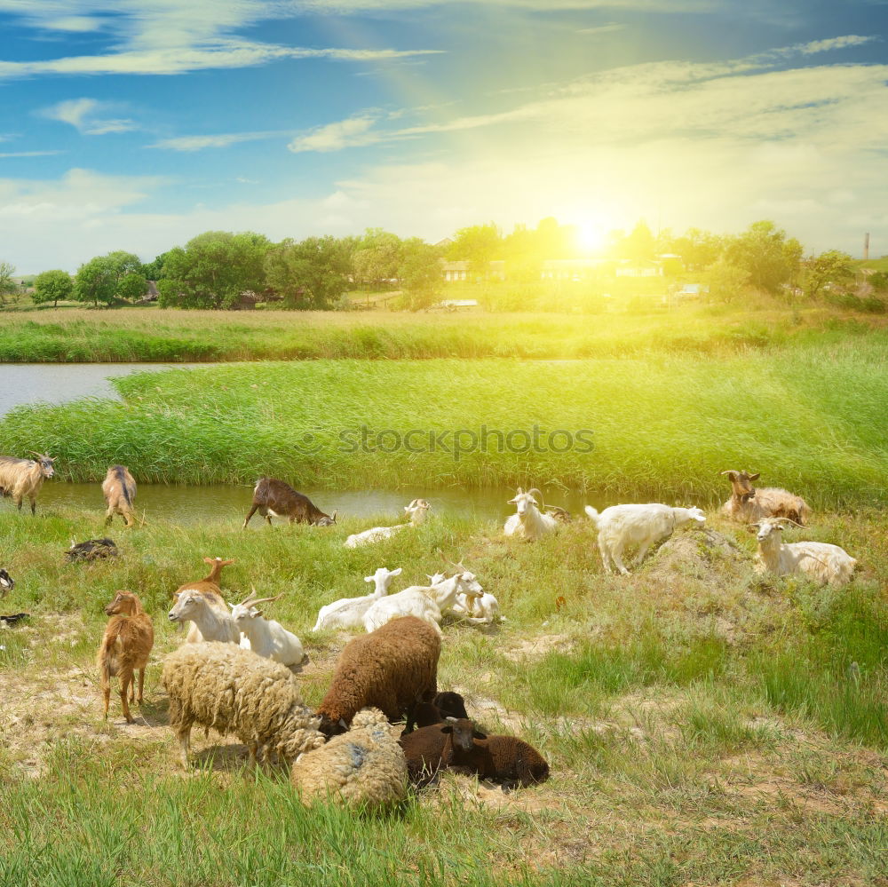 Similar – Image, Stock Photo sheep idyll for two Nature