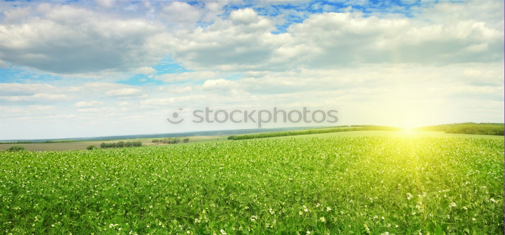 Similar – Pear tree in a meadow with Swabian Alb in the background