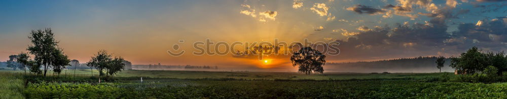 Similar – twins at sunset Tree 2