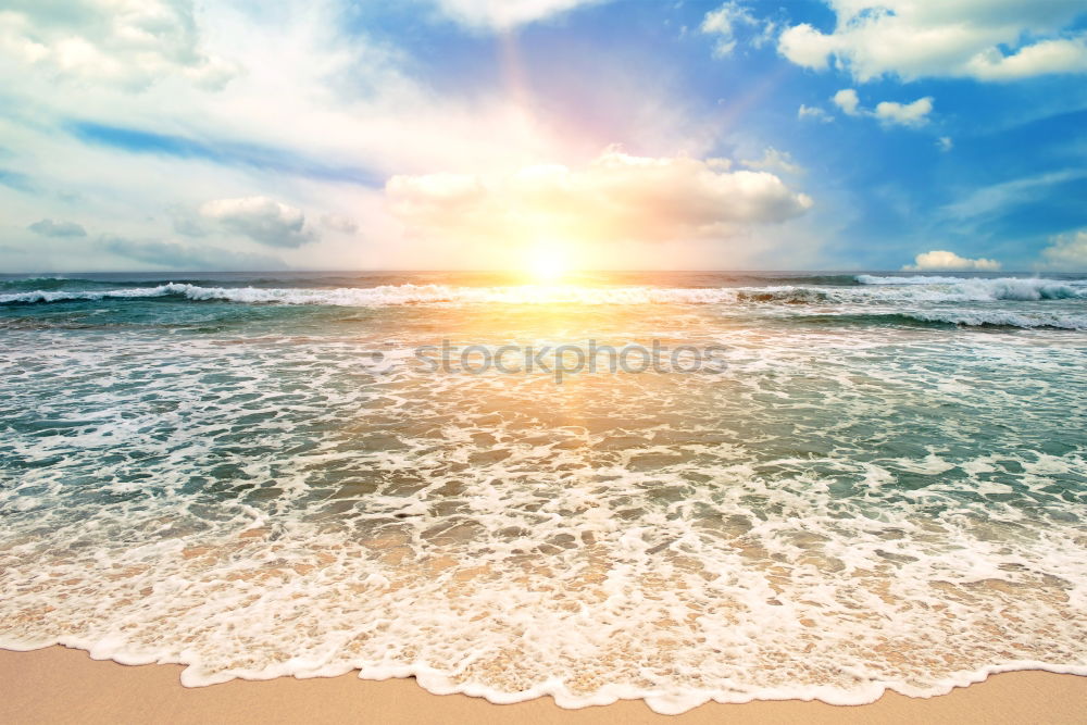 Similar – Image, Stock Photo two flowers on the beach