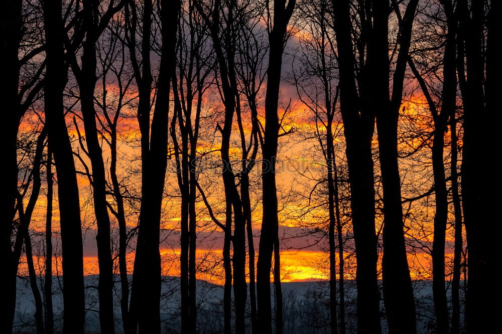 Similar – Image, Stock Photo Bare trees Nature Tree